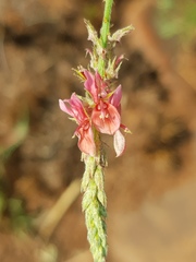 Indigofera