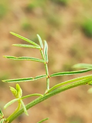 Indigofera