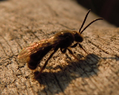 Lasioglossum marginatum