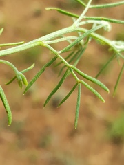 Indigofera