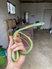 Philothamnus semivariegatus