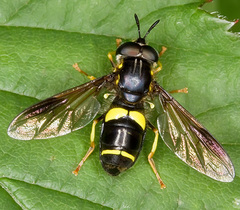 Chrysotoxum bicinctum
