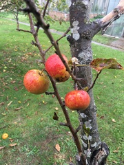 Malus domestica