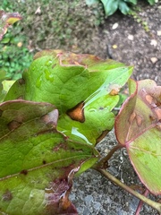 Phyllosticta ampelicida