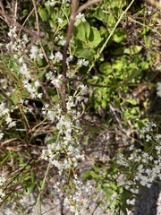 Polygonella polygama polygama