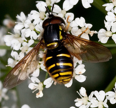 Chrysotoxum fasciolatum