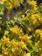 Lasioglossum