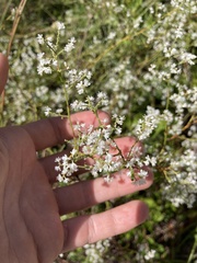 Polygonella polygama polygama