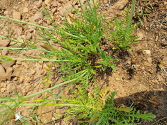 Scabiosa columbaria