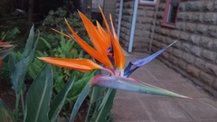 Strelitzia