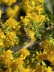 Lasioglossum
