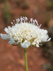 Scabiosa columbaria