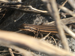 Trachylepis sulcata