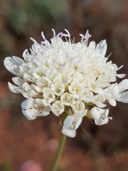 Scabiosa columbaria