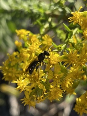 Lasioglossum