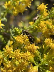 Lasioglossum