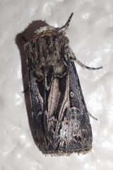 Agrotis ipsilon