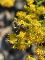 Lasioglossum