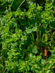 Euphorbia peplus