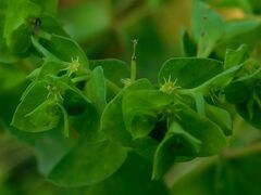 Euphorbia peplus