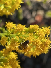 Lasioglossum