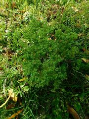 Euphorbia peplus