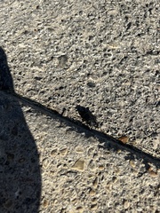 Phanaeus triangularis