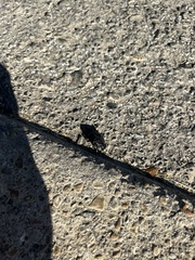 Phanaeus triangularis