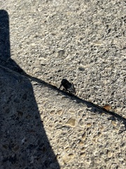 Phanaeus triangularis