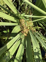 Lygodium microphyllum