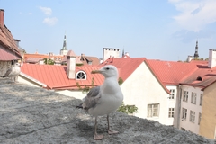 Larus argentatus