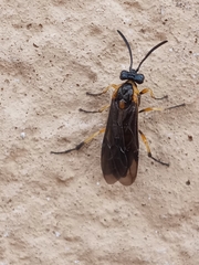Tenthredinoidea