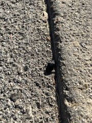 Phanaeus triangularis