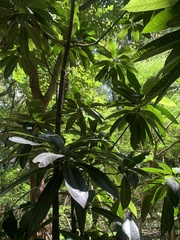 Pouteria campechiana