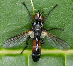 Cylindromyia interrupta