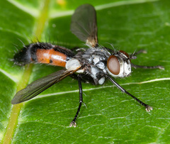 Cylindromyia interrupta