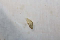Blepharomastix ranalis