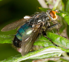 Cynomya mortuorum