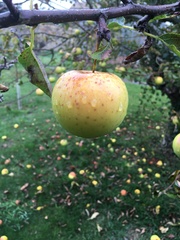 Malus domestica