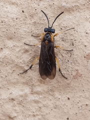Tenthredinoidea