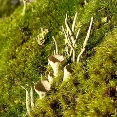 Cladonia deformis