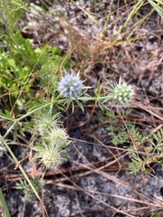 Eryngium aromaticum