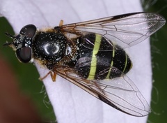 Dasysyrphus tricinctus