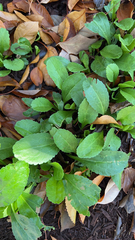 Packera obovata