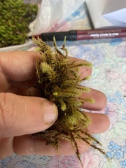 Aulacomnium palustre