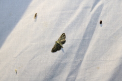 Pasiphila rectangulata