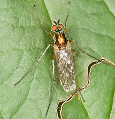 Dolichopus nigricornis