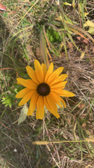 Rudbeckia hirta