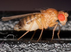 Drosophila melanogaster