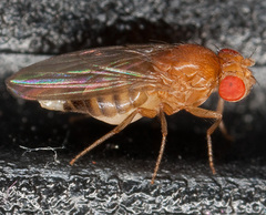 Drosophila melanogaster